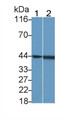 Western Blot; Sample: Recombinant protein.