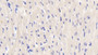 DABstainingonIHC-P.Samples:MouseTissue)