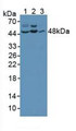 Western Blot; Sample: Lane1: Human Hela Cells; Lane2: Human Jurkat Cells; Lane3: Human PC-3 Cells.