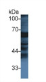 Western Blot; Sample: Bovine Small intestine lysate; Primary Ab: 1µg/ml Rabbit Anti-Bovine FGa Antibody Second Ab: 0.2µg/mL HRP-Linked Caprine Anti-Rabbit IgG Polyclonal Antibody