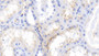 DAB staining on IHC-P; Samples: Bovine Kidney Tissue;  Primary Ab: 20μg/ml Rabbit Anti-Bovine FGa Antibody Second Ab: 2µg/mL HRP-Linked Caprine Anti-Rabbit IgG Polyclonal Antibody 