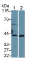 Western Blot; Sample: Recombinant protein.