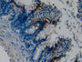 DAB staining on IHC-P; Samples: Rat Colon Tissue;  Primary Ab: 10µg/ml Rabbit Anti-Rat MCSP Antibody