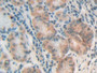 DAB staining on IHC-P; Samples: Human Stomach Tissue;  Primary Ab: 20µg/ml Rabbit Anti-Human MCSP An
