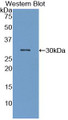 Western Blot; Sample: Recombinant protein.