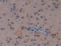 DAB staining on IHC-P; Samples: Mouse Cerebrum Tissue