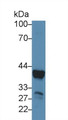 Western Blot; Sample: Mouse Liver lysate; Primary Ab: 2µg/ml Rabbit Anti-Mouse ARG Antibody Second Ab: 0.2µg/mL HRP-Linked Caprine Anti-Rabbit IgG Polyclonal Antibody