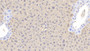 DAB staining on IHC-P; Samples: Mouse Liver Tissue;  Primary Ab: 20μg/ml Rabbit Anti-Mouse Arg Antibody Second Ab: 2µg/mL HRP-Linked Caprine Anti-Rabbit IgG Polyclonal Antibody 