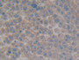 DAB staining on IHC-P; Samples: Rat Liver Tissue; Primary Ab: 10µg/ml Rabbit Anti-Rat ENTPD1 Antibody Second Ab: 2µg/mL HRP-Linked Caprine Anti-Rabbit IgG Polyclonal Antibody