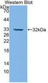 Western Blot; Sample: Recombinant protein.