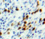 Used in DAB staining on fromalin fixed paraffin-embedded Spleen tissue