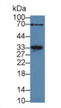 Western Blot; Sample: Rat Heart lysate; Primary Ab: 3µg/ml Rabbit Anti-Rat MYOG Antibody Second Ab: 0.2µg/mL HRP-Linked Caprine Anti-Rabbit IgG Polyclonal Antibody