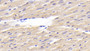 DAB staining on IHC-P; Samples: Rat Cardiac Muscle Tissue;  Primary Ab: 20μg/ml Rabbit Anti-Rat MYL1 Antibody Second Ab: 2µg/mL HRP-Linked Caprine Anti-Rabbit IgG Polyclonal Antibody 