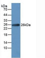 Western Blot; Sample: Rat Heart Tissue.