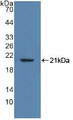 Western Blot; Sample: Recombinant MYL2, Human.