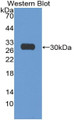 Western Blot; Sample: Recombinant protein.