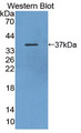 Western Blot; Sample: Recombinant protein.