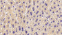 DAB staining on IHC-P; Samples: Mouse Liver Tissue; Primary Ab: 20μg/ml Rabbit Anti-Mouse ALPL Antibody Second Ab: 2µg/mL HRP-Linked Caprine Anti-Rabbit IgG Polyclonal Antibody