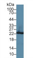 Western Blot; Sample: Rat Liver lysate; Primary Ab: 3µg/ml Rabbit Anti-Rat GSTp Antibody Second Ab: 0.2µg/mL HRP-Linked Caprine Anti-Rabbit IgG Polyclonal Antibody