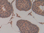 DAB staining on IHC-P; Samples: Rat Testis Tissue; Primary Ab: 10µg/ml Rabbit Anti-Rat GSTp Antibody Second Ab: 2µg/mL HRP-Linked Caprine Anti-Rabbit IgG Polyclonal Antibody