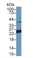 Western Blot; Sample: Porcine Skin lysate; Primary Ab: 1µg/ml Rabbit Anti-Porcine GSTp Antibody Second Ab: 0.2µg/mL HRP-Linked Caprine Anti-Rabbit IgG Polyclonal Antibody