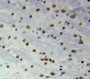 Used in DAB staining on fromalin fixed paraffin-embedded Brain tissue