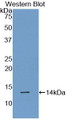 Western Blot; Sample: Recombinant protein.