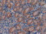 DAB staining on IHC-P; Samples: Mouse Kidney Tissue; Primary Ab: 10µg/ml Rabbit Anti-Mouse GAL Antibody Second Ab: 2µg/mL HRP-Linked Caprine Anti-Rabbit IgG Polyclonal Antibody
