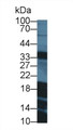 Western Blot; Sample: Porcine Pancreas lysate; Primary Ab: 3µg/ml Rabbit Anti-Human GAL Antibody Second Ab: 0.2µg/mL HRP-Linked Caprine Anti-Rabbit IgG Polyclonal Antibody