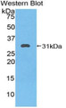 Western Blot; Sample: Recombinant protein.