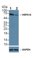 Knockout Varification: &lt;br/&gt;Lane 1: Wild-type A549 cell lysate; &lt;br/&gt;Lane 2: HSPA1A knockout A549 cell lysate; &lt;br/&gt;Predicted MW: 64,70kDa &lt;br/&gt;Observed MW: 64kDa&lt;br/&gt;Primary Ab: 3µg/ml Rabbit Anti-Human HSPA1A Antibody&lt;br/&gt;Second Ab: 0.2µg/mL HRP-Linked Caprine Anti-Rabbit IgG Polyclonal Antibody&lt;br/&gt;