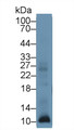 Western Blot; Sample: Human Leukocyte lysate; Primary Ab: 1µg/ml Rabbit Anti-Human S100A12 Antibody Second Ab: 0.2µg/mL HRP-Linked Caprine Anti-Rabbit IgG Polyclonal Antibody