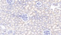 DAB staining on IHC-P; Samples: Bovine Kidney Tissue;  Primary Ab: 20µg/ml Rabbit Anti-Bovine PIGR Antibody Second Ab: 2µg/mL HRP-Linked Caprine Anti-Rabbit IgG Polyclonal Antibody 