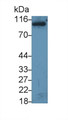 Western Blot; Sample: Recombinant protein.