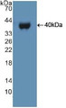 Western Blot; Sample: Recombinant UBE3A, Human.