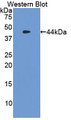 Western Blot; Sample: Recombinant protein.