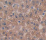 Tryptase (Tps) Polyclonal Antibody, Cat#CAU26571