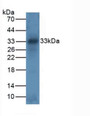 Western Blot; Sample: Mouse Intestine Tissue.