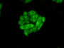 Figure:FITC staining on IHC-P Sample: Hela cells