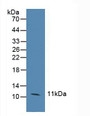 Western Blot; Sample: Human Hela Cells.