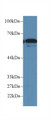 Western Blot; Sample: Human HepG2 cell lysate; Primary Ab: 2µg/ml Rabbit Anti-Mouse FUT4 Antibody Second Ab: 0.2µg/mL HRP-Linked Caprine Anti-Rabbit IgG Polyclonal Antibody