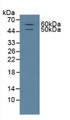 Western Blot; Sample: Rat Brain Tissue.