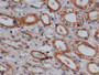 DAB staining on IHC-P; Samples: Human Kidney Tissue; Primary Ab: 10µg/ml Rabbit Anti-Human FUT4 Antibody Second Ab: 2µg/mL HRP-Linked Caprine Anti-Rabbit IgG Polyclonal Antibody