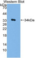 Western Blot; Sample: Recombinant protein.