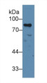 Western Blot; Sample: Human Jurkat cell lysate; Primary Ab: 2µg/ml Rabbit Anti-Human MYB Antibody Second Ab: 0.2µg/mL HRP-Linked Caprine Anti-Rabbit IgG Polyclonal Antibody