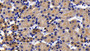 DAB staining on IHC-P; Samples: Mouse Kidney Tissue; Primary Ab: 20ug/ml Rabbit Anti-Mouse APAF1 Antibody Second Ab: 2µg/mL HRP-Linked Caprine Anti-Rabbit IgG Polyclonal Antibody