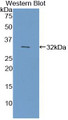 Western Blot; Sample: Recombinant CYP7A1, Mouse.