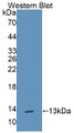 Western Blot; Sample: Recombinant TFF1, Rat.