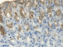 DAB staining on IHC-P; Samples: Rat Stomach Tissue;  Primary Ab: 20µg/ml Rabbit Anti-Rat TFF1 Antibo