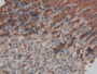 DAB staining on IHC-P; Samples: Mouse Stomach Tissue; Primary Ab: 20µg/ml Rabbit Anti-Mouse TFF1 Antibody Second Ab: 2µg/mL HRP-Linked Caprine Anti-Rabbit IgG Polyclonal Antibody